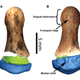 Front and back views of the virtually reconstructed Denisovan finger fragment.